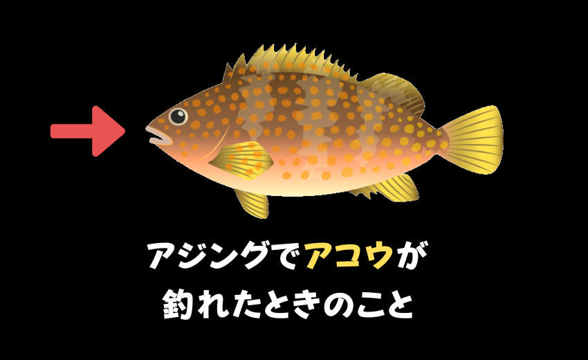 アジング中にアコウが釣れたときの対策についてを書いてる見出し